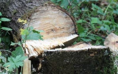 Спил и вырубка деревьев - Краснодар, цены, предложения специалистов