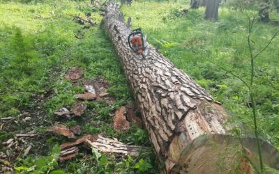 Спил и вырубка деревьев, корчевание пней - Краснодар, цены, предложения специалистов