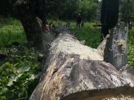 Спил и вырубка деревьев, корчевание пней стоимость услуг и где заказать - Краснодар